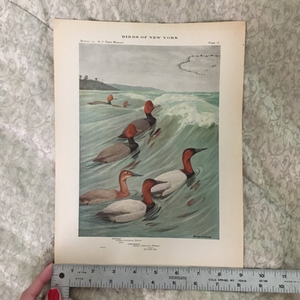 🖤5/$25 Antique Ornithological Bird Print Original ducks on water